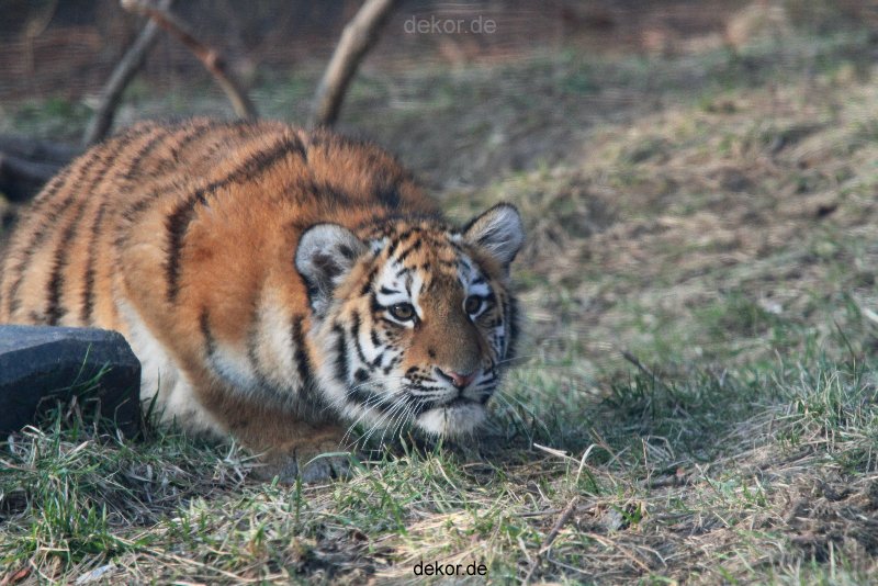 zoo-wuppertal-tschuna-daseep-08-179