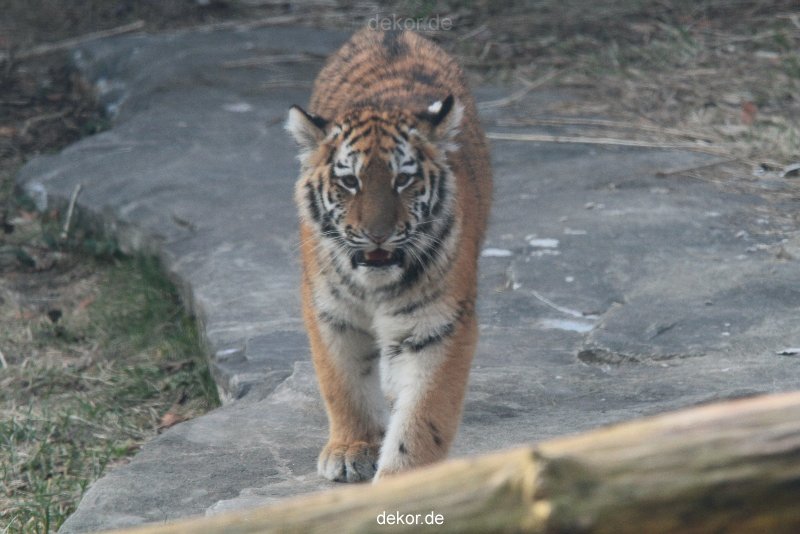 zoo-wuppertal-tschuna-daseep-08-180
