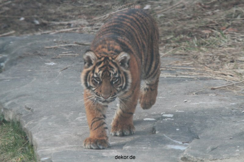 zoo-wuppertal-tschuna-daseep-08-181