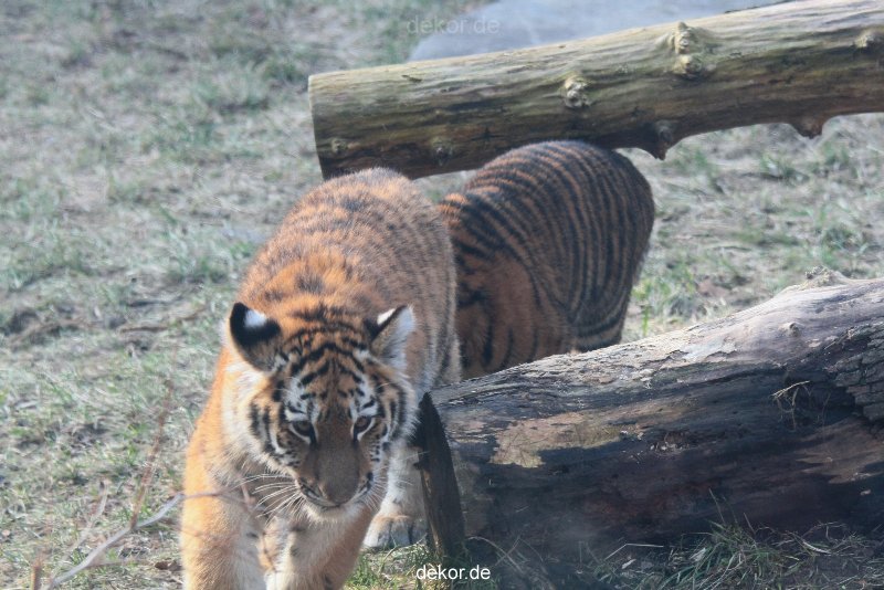 zoo-wuppertal-tschuna-daseep-08-183