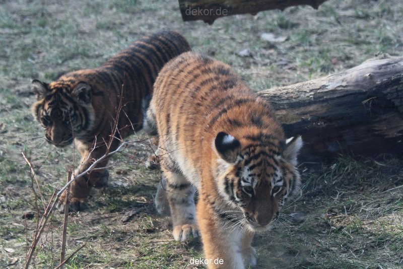 zoo-wuppertal-tschuna-daseep-08-184