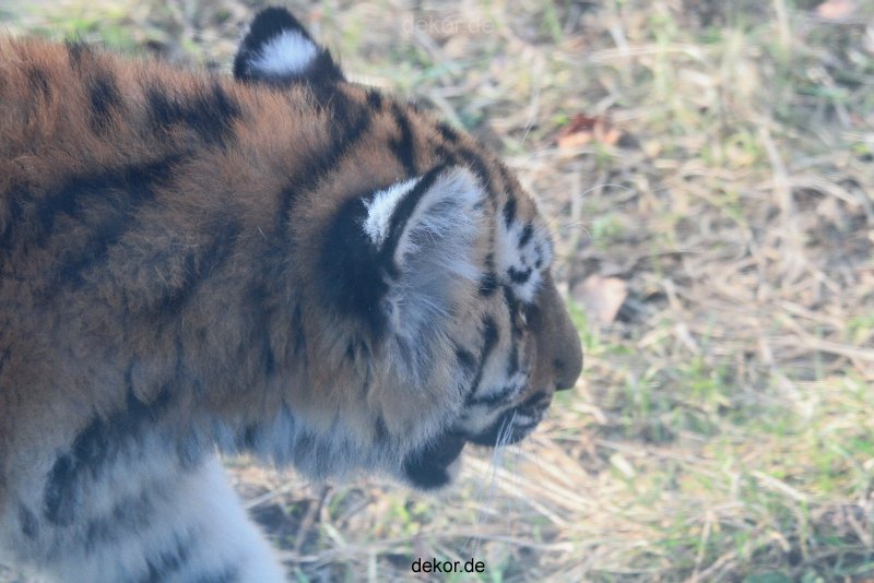 zoo-wuppertal-tschuna-daseep-08-188