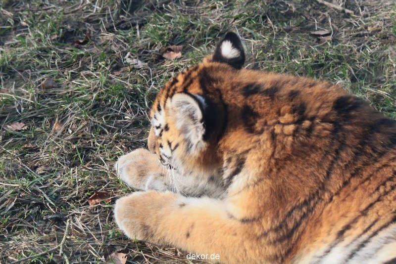 zoo-wuppertal-tschuna-daseep-08-190