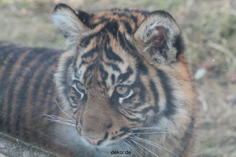 zoo-wuppertal-tschuna-daseep-08-197
