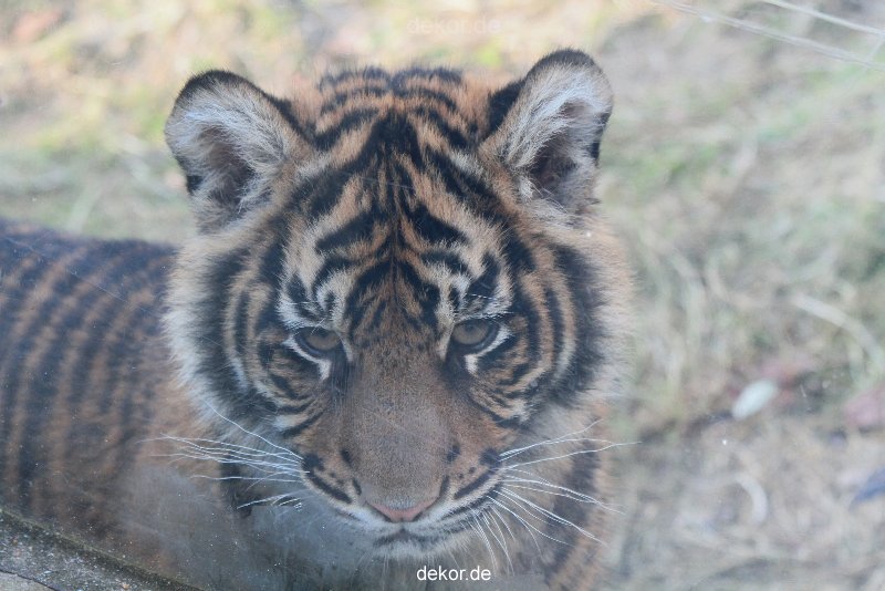 zoo-wuppertal-tschuna-daseep-08-198