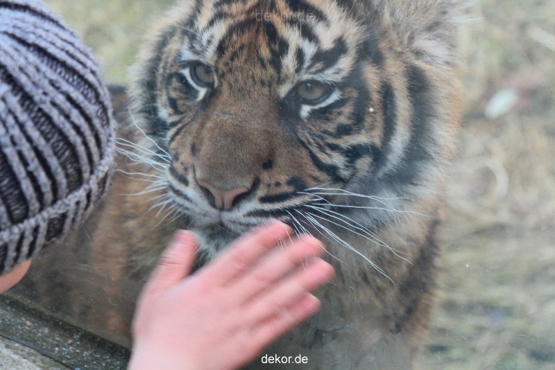 zoo-wuppertal-tschuna-daseep-08-200