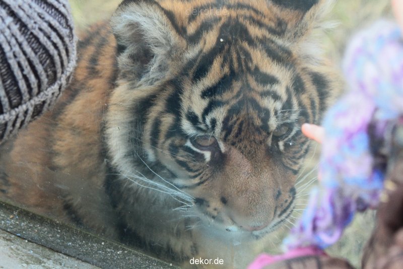 zoo-wuppertal-tschuna-daseep-08-201