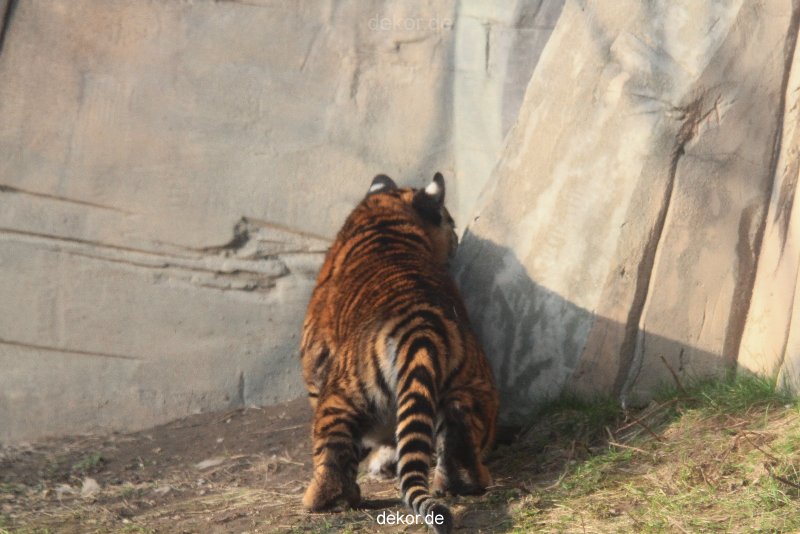 zoo-wuppertal-tschuna-daseep-08-209