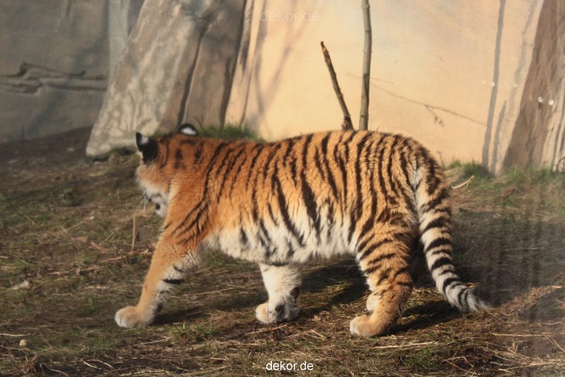 zoo-wuppertal-tschuna-daseep-08-211