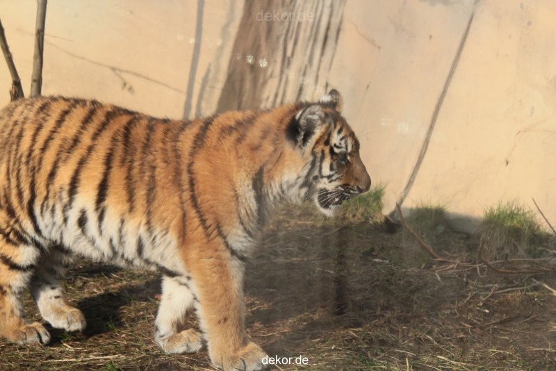 zoo-wuppertal-tschuna-daseep-08-212