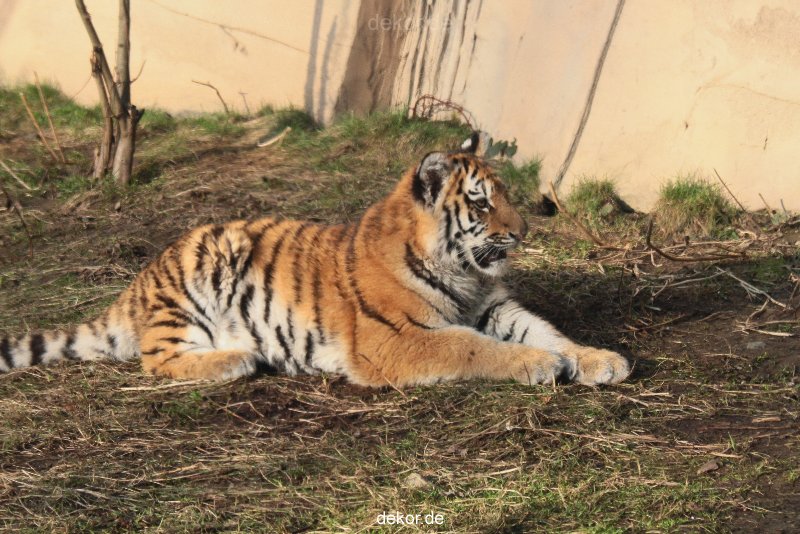 zoo-wuppertal-tschuna-daseep-08-213