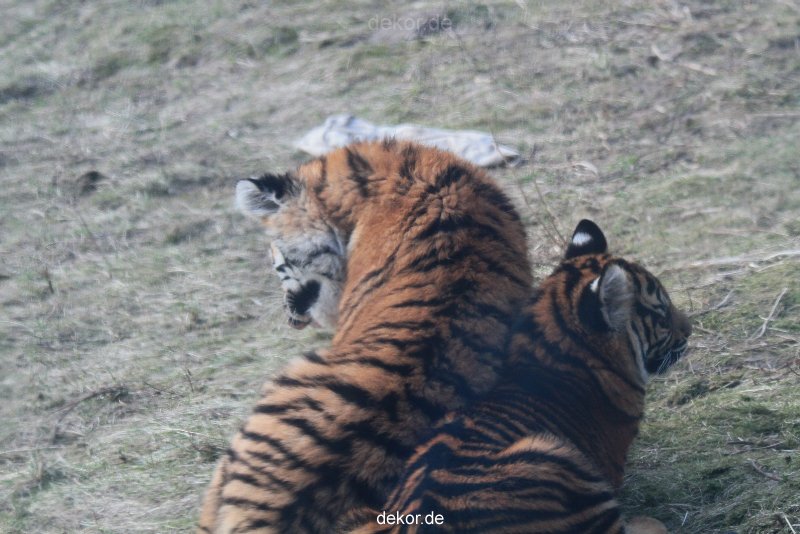 zoo-wuppertal-tschuna-daseep-08-214