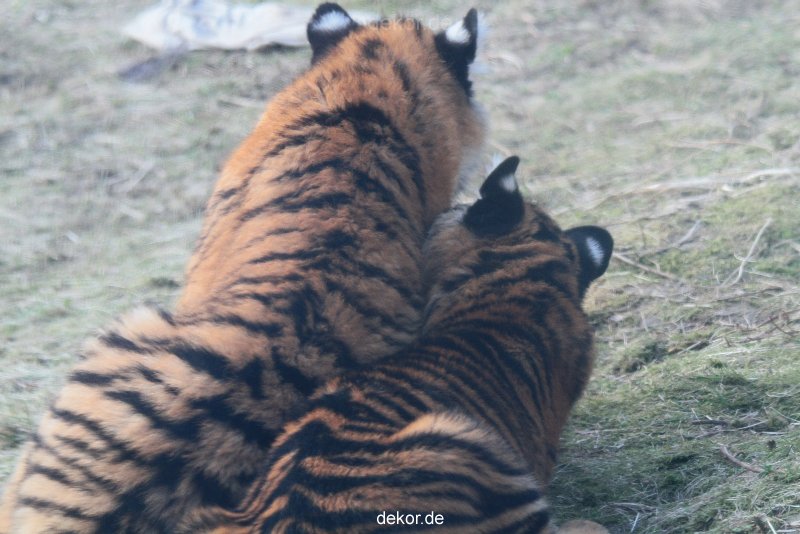 zoo-wuppertal-tschuna-daseep-08-215
