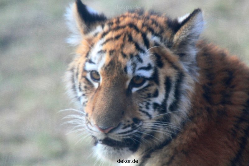zoo-wuppertal-tschuna-daseep-08-219