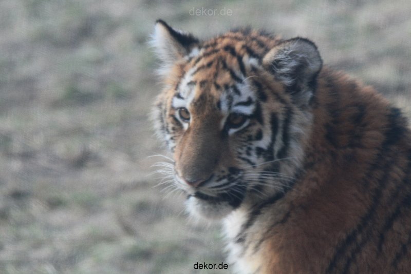 zoo-wuppertal-tschuna-daseep-08-221