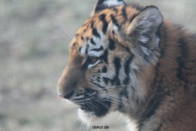 zoo-wuppertal-tschuna-daseep-08-222
