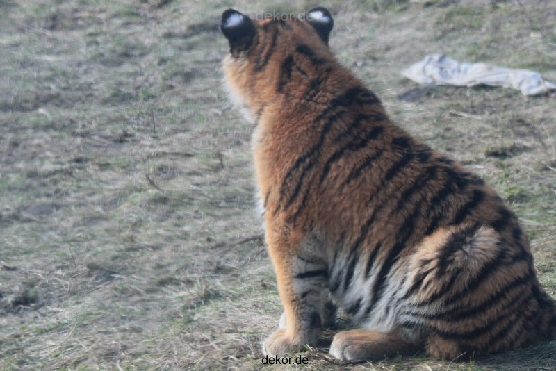 zoo-wuppertal-tschuna-daseep-08-226