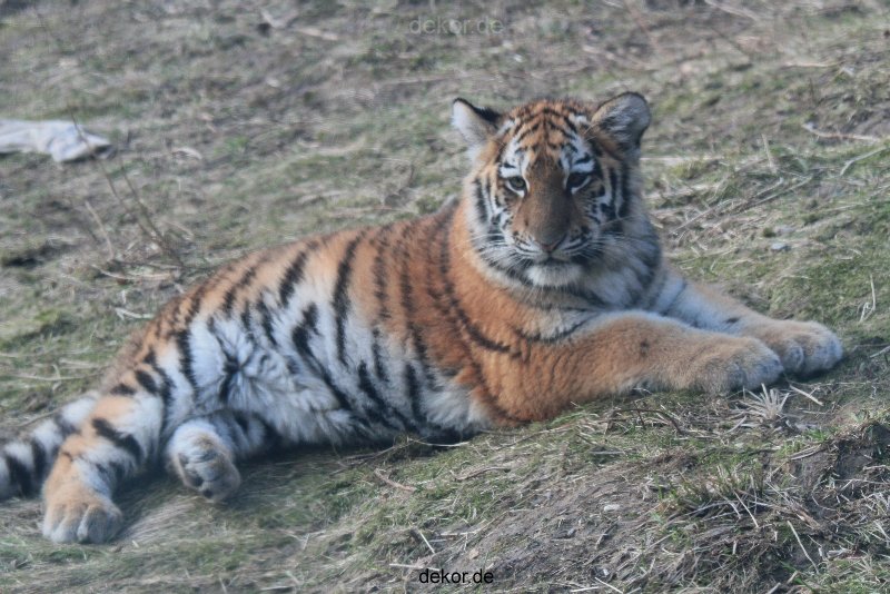 zoo-wuppertal-tschuna-daseep-08-228