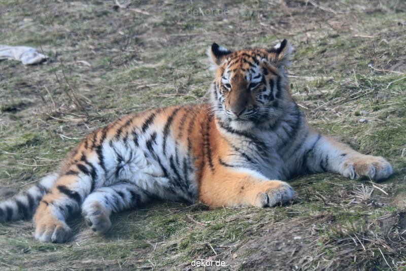 zoo-wuppertal-tschuna-daseep-08-229