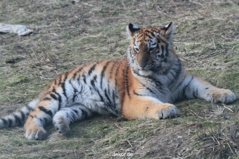 zoo-wuppertal-tschuna-daseep-08-230