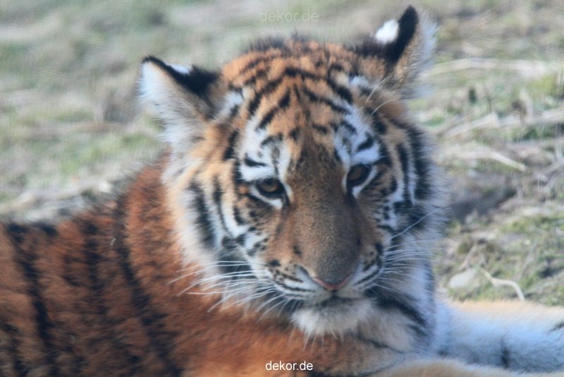 zoo-wuppertal-tschuna-daseep-08-231