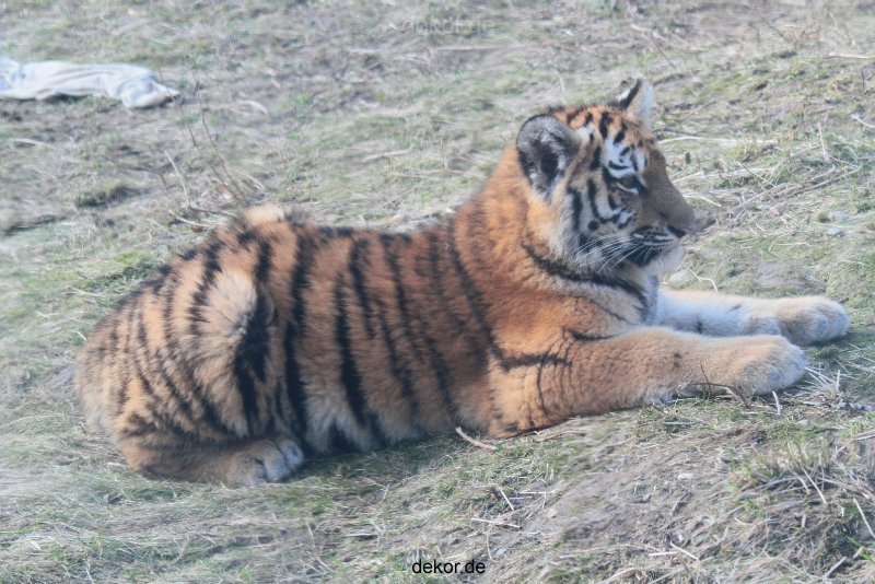 zoo-wuppertal-tschuna-daseep-08-235