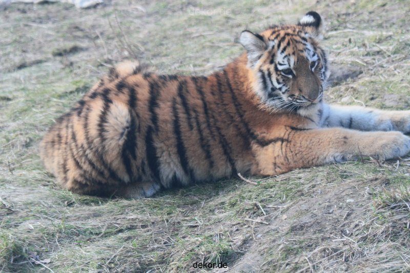 zoo-wuppertal-tschuna-daseep-08-238
