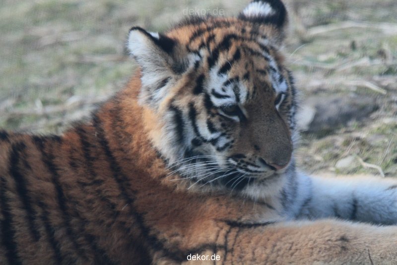 zoo-wuppertal-tschuna-daseep-08-239