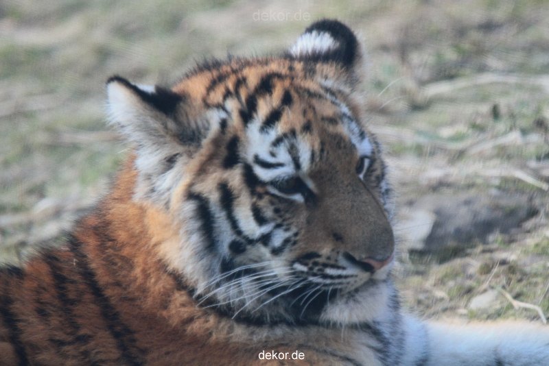 zoo-wuppertal-tschuna-daseep-08-240