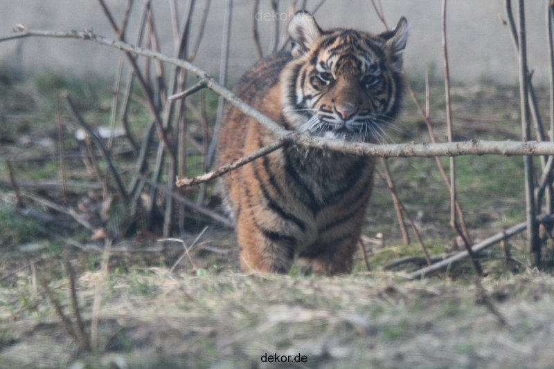 zoo-wuppertal-tschuna-daseep-08-241