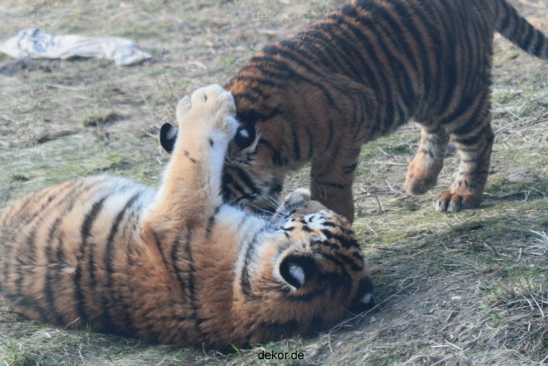 zoo-wuppertal-tschuna-daseep-08-245