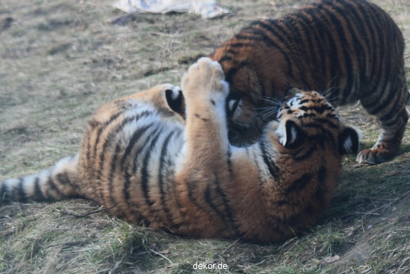 zoo-wuppertal-tschuna-daseep-08-246