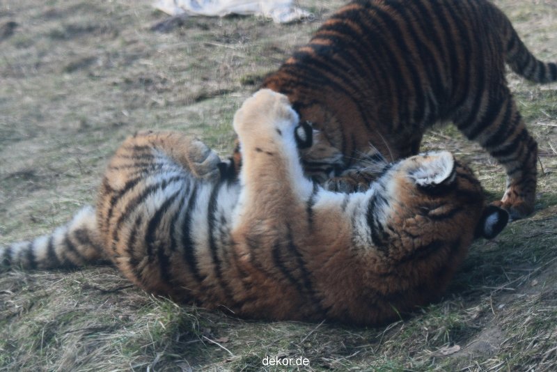 zoo-wuppertal-tschuna-daseep-08-247