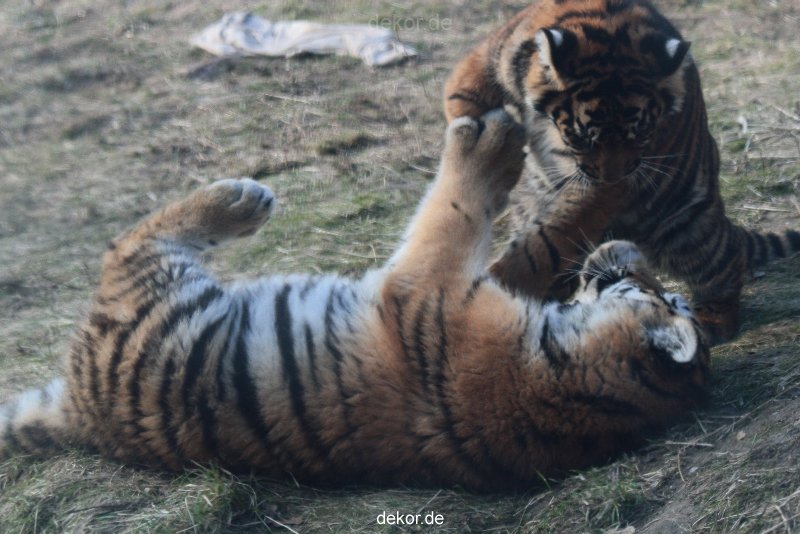 zoo-wuppertal-tschuna-daseep-08-250