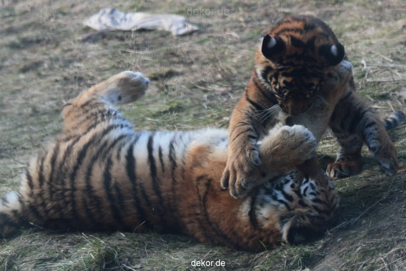 zoo-wuppertal-tschuna-daseep-08-251