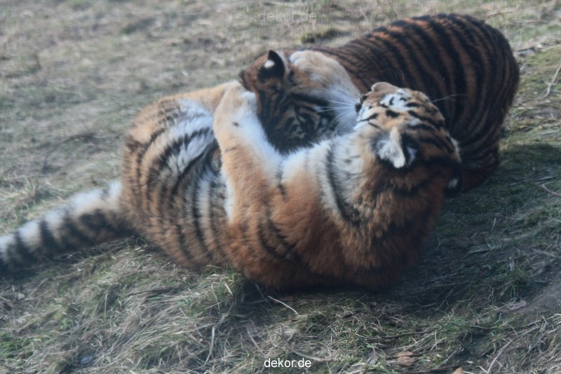 zoo-wuppertal-tschuna-daseep-08-255