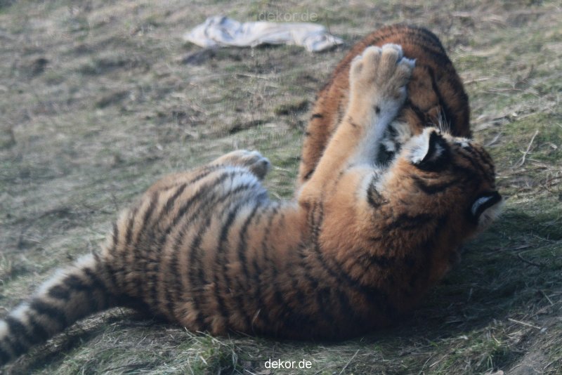 zoo-wuppertal-tschuna-daseep-08-258