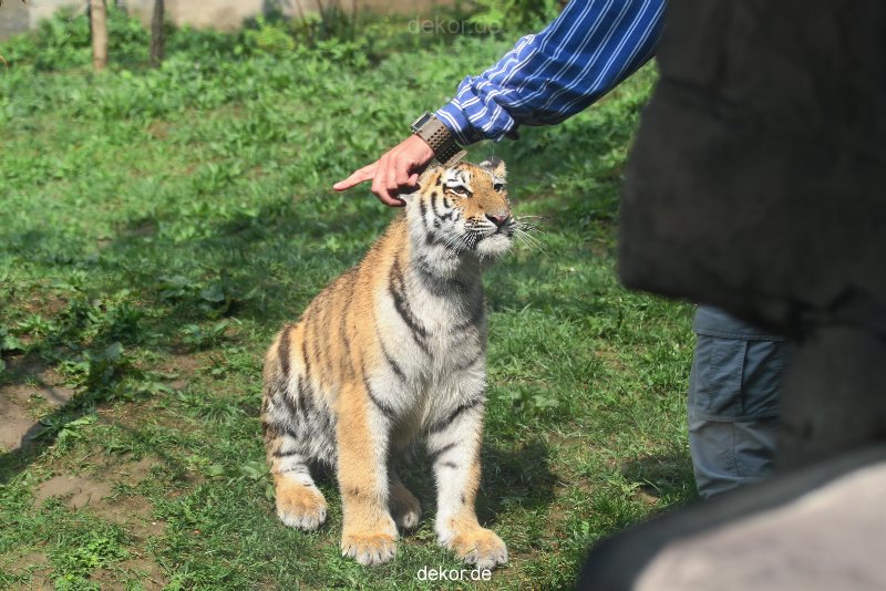 zoo-wuppertal-tschuna-daseep-10-002
