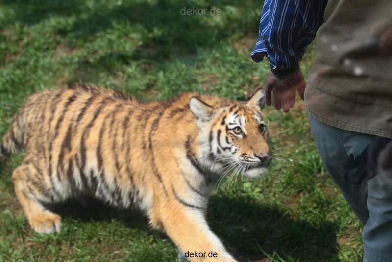 zoo-wuppertal-tschuna-daseep-10-005