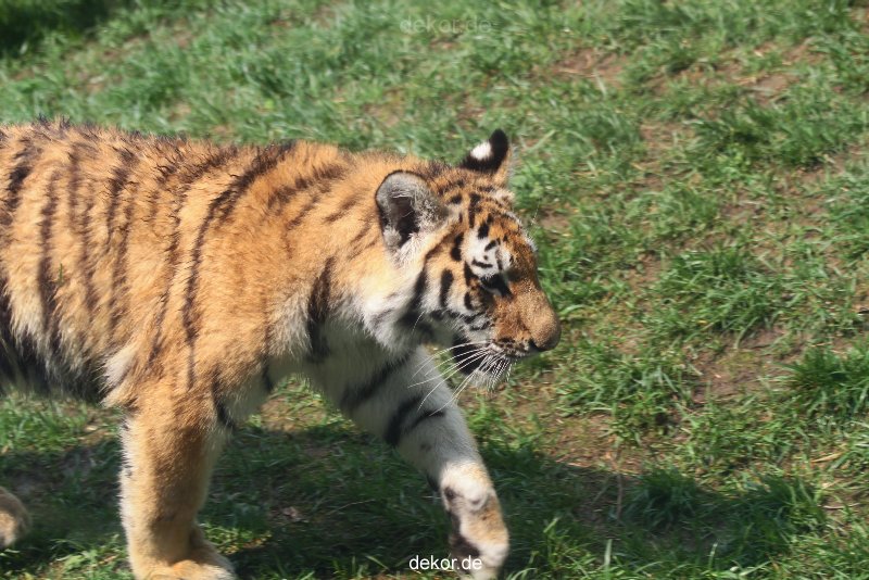 zoo-wuppertal-tschuna-daseep-10-020