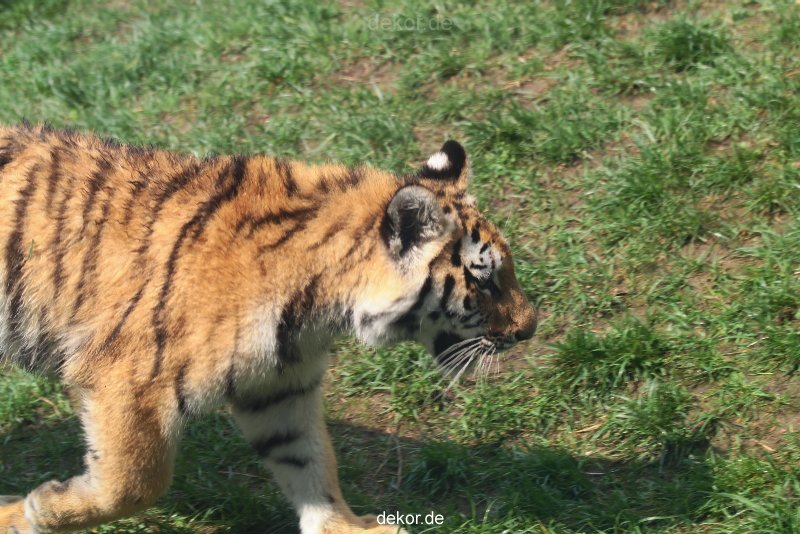 zoo-wuppertal-tschuna-daseep-10-021