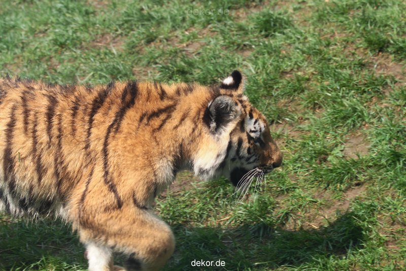 zoo-wuppertal-tschuna-daseep-10-022
