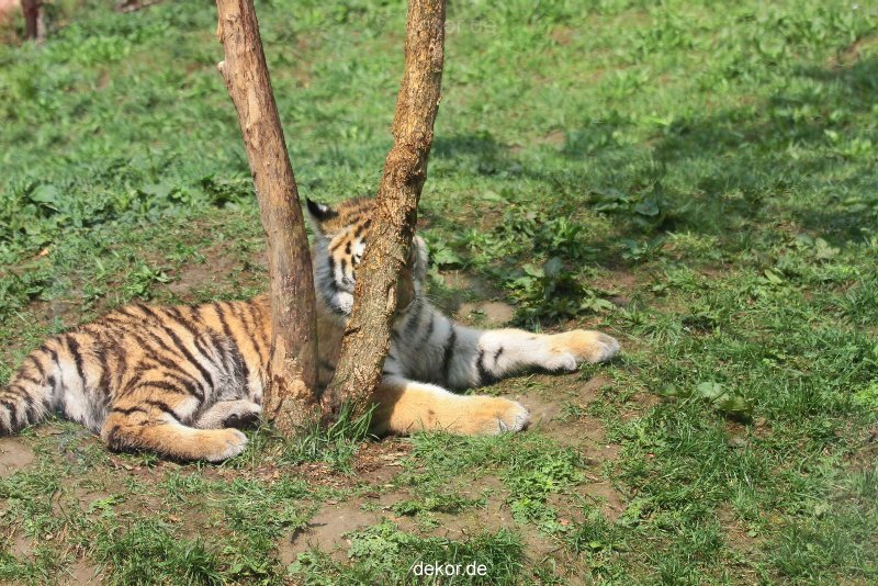 zoo-wuppertal-tschuna-daseep-10-031