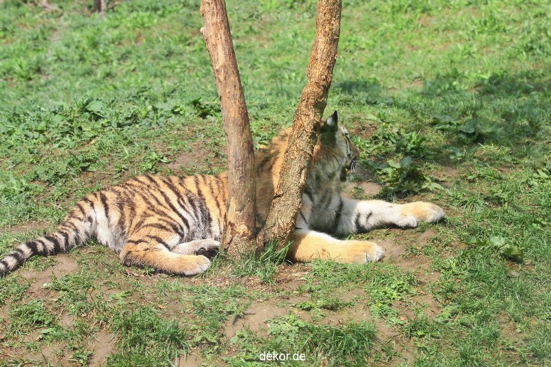 zoo-wuppertal-tschuna-daseep-10-034
