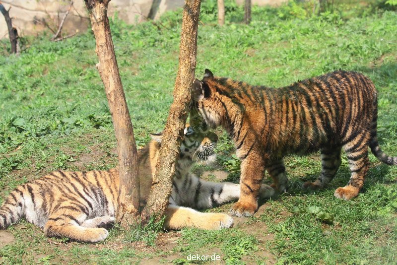 zoo-wuppertal-tschuna-daseep-10-036