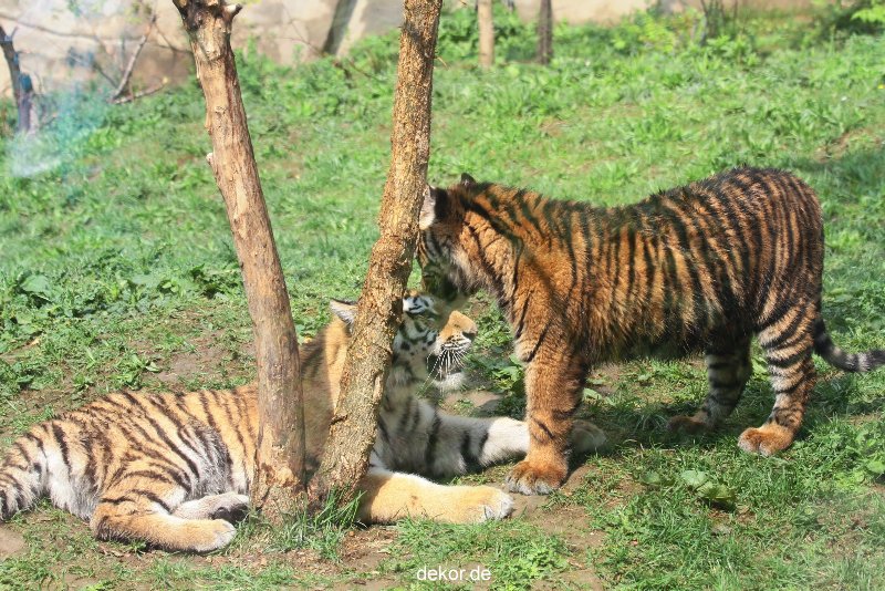 zoo-wuppertal-tschuna-daseep-10-037