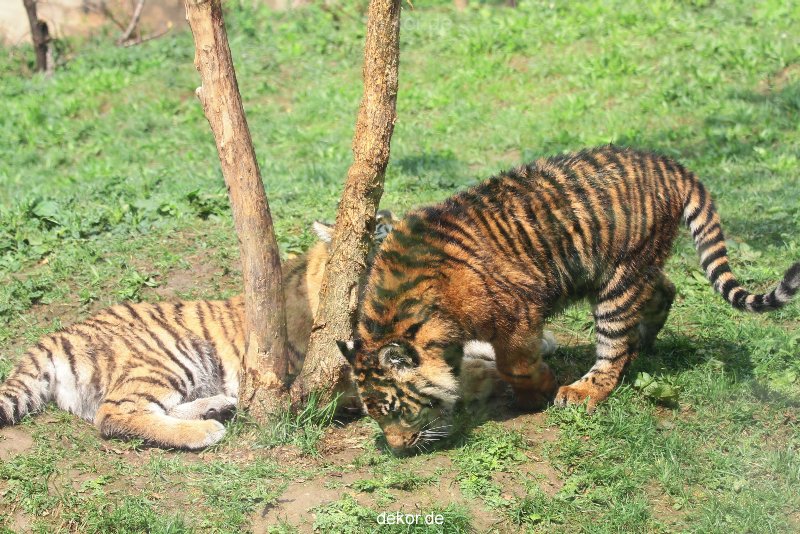 zoo-wuppertal-tschuna-daseep-10-042