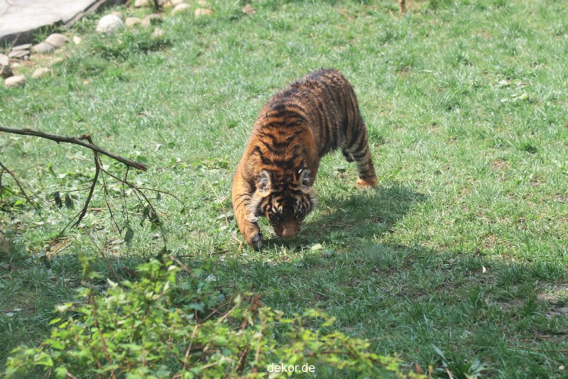 zoo-wuppertal-tschuna-daseep-10-046
