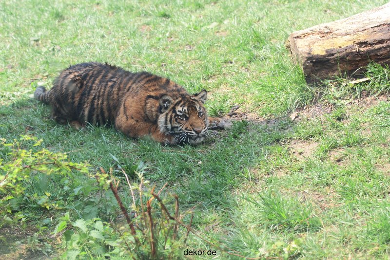 zoo-wuppertal-tschuna-daseep-10-049