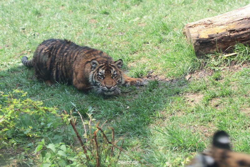 zoo-wuppertal-tschuna-daseep-10-050